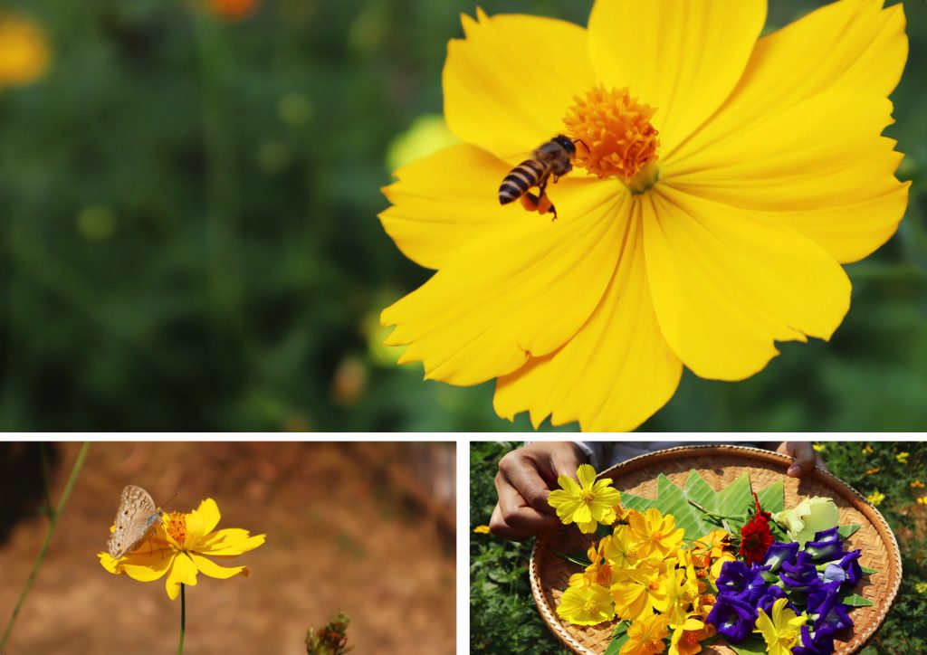 Les fleurs sont nombreuses dans le jardin potager agroécologique afin d'attirer les pollinisateurs. 